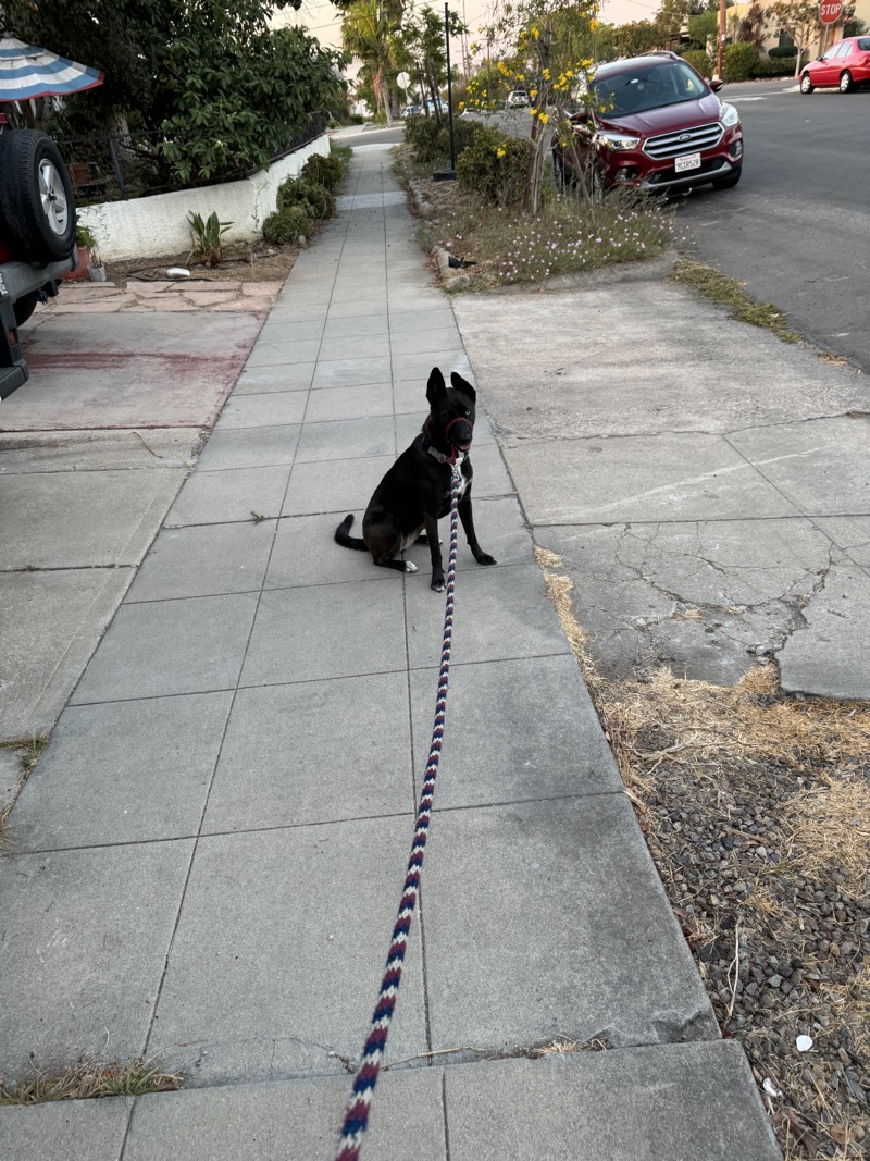 A picture of a black dog named Bowie sitting, taken on September 9 2024 at 6:38 am